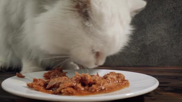 Kot zjada pokarm dla kotów — Wideo stockowe