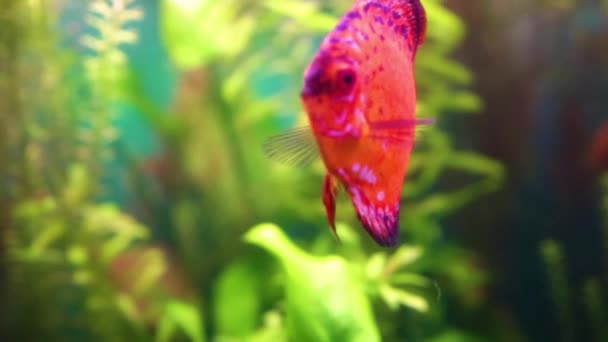 Symphysodon discus en un acuario — Vídeos de Stock