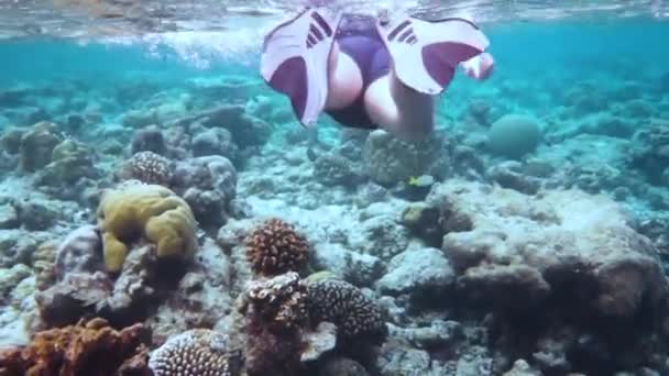 Schnorcheltauchen entlang der Gehirnkoralle. Korallenriff auf den Malediven — Stockvideo