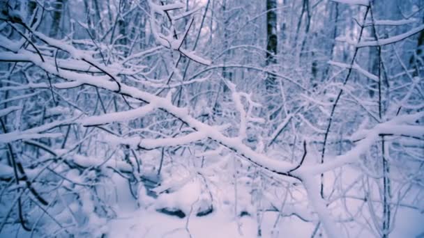 Zasněžené větve v lese. — Stock video