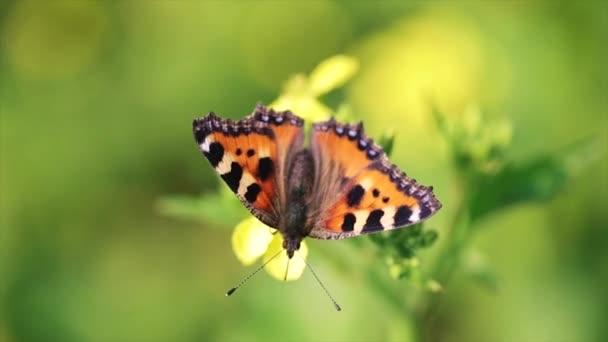 Borboleta closeup em uma flor em câmera lenta — Vídeo de Stock