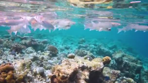 Rif met een verscheidenheid aan harde en zachte koralen en tropische vissen. Malediven Indische Oceaan. — Stockvideo