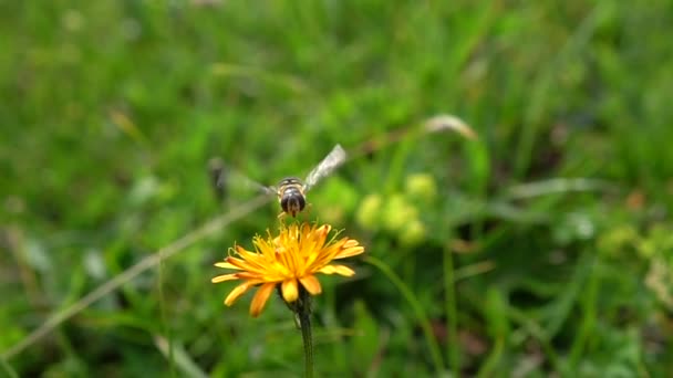 Bee collects nectar from flower crepis alpina — Stock Video