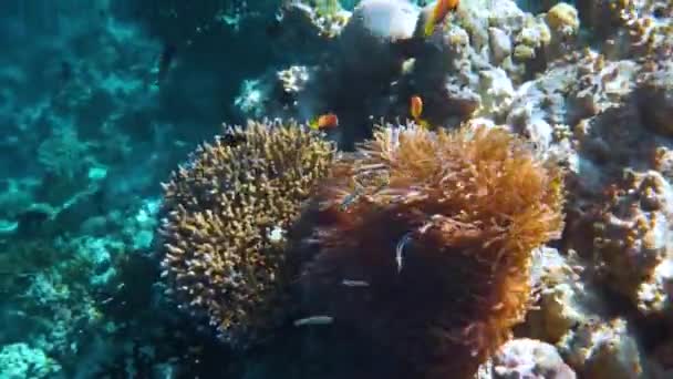 Konik tuzlu su balığı, palyaço balığı - Maldivler 'deki mercan resifi, Anemonish — Stok video