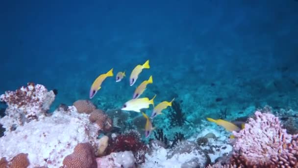 विभिन्न प्रकार के कठोर और नरम कोरल और उष्णकटिबंधीय मछली के साथ रीफ। मालदीव हिंद महासागर . — स्टॉक वीडियो