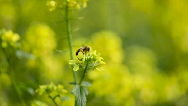 L'ape raccoglie il nettare dal fiore di colza senape slow motion . — Video Stock