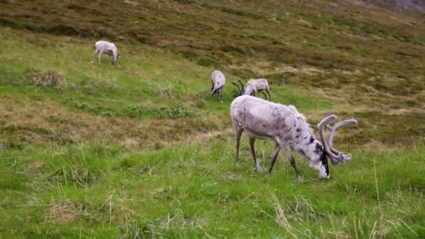 Renna nel nord della Norvegia, Nordkapp — Video Stock