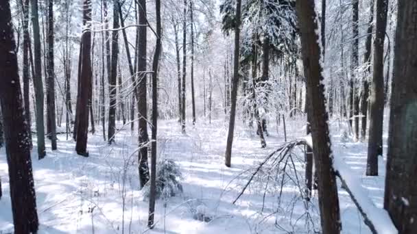 Voler entre les arbres dans la forêt enneigée hiver . — Video