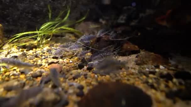 Pictus Catfish, (Pimelodus pictus) subaquático — Vídeo de Stock