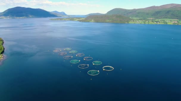 空中映像ノルウェーの養殖サケ釣り — ストック動画