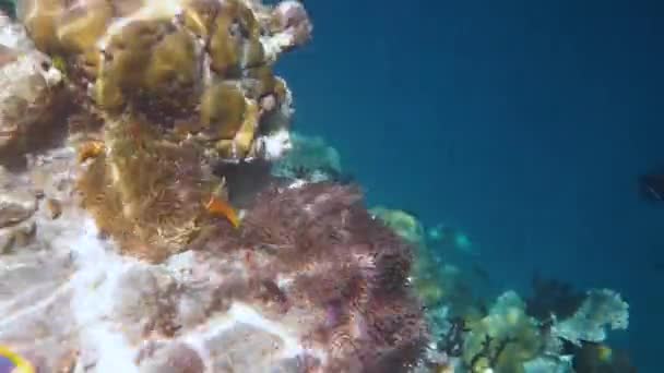 Rafa z różnymi twardymi i miękkimi koralowcami i tropikalnymi rybami. Malediwy Ocean Indyjski. — Wideo stockowe