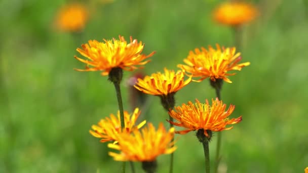 Crepis, широко відомий в деяких частинах світу - рід щорічних і багаторічних квіткових рослин родини Asteraceae.. — стокове відео