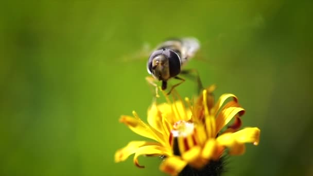 Wasp verzamelt nectar van bloem crepis alpina slow motion. — Stockvideo