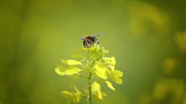 L'abeille recueille le nectar de la fleur de colza moutarde au ralenti . — Video