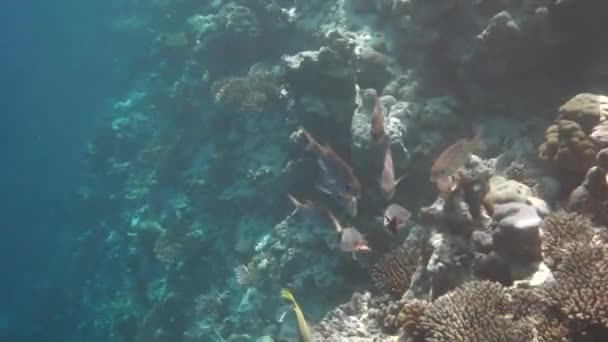Reef con una varietà di coralli duri e molli e pesci tropicali. Maldive Oceano Indiano . — Video Stock