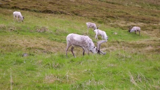 Rendieren in het noorden van Noorwegen, Nordkapp — Stockvideo