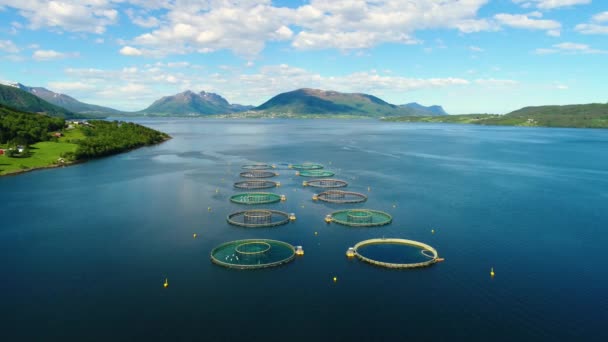 空中映像ノルウェーの養殖サケ釣り。空中FPVドローン飛行. — ストック動画