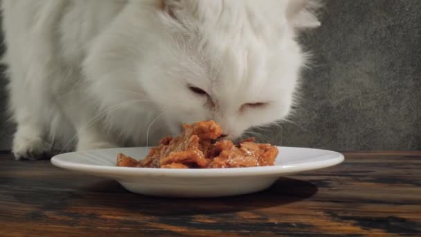 Gato come comida de gato — Vídeo de Stock