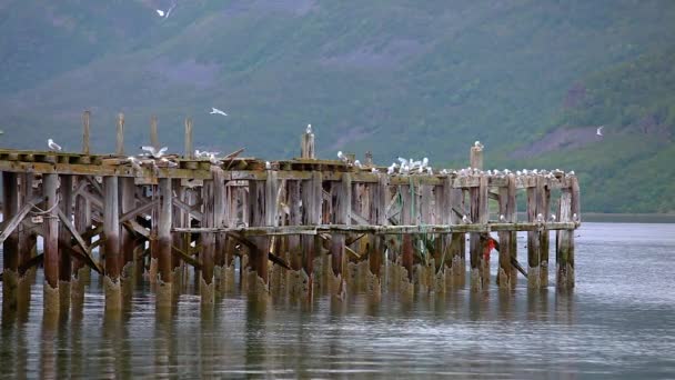 Güzel Doğa Norveç eski iskeledeki doğal manzara martıları — Stok video