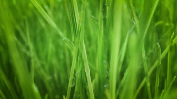 herbe verte gros plan super macro tir .