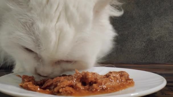 Macska macskaeledelt eszik — Stock videók