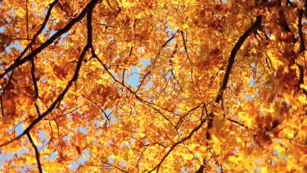 Vallende herfstbladeren zon — Stockvideo