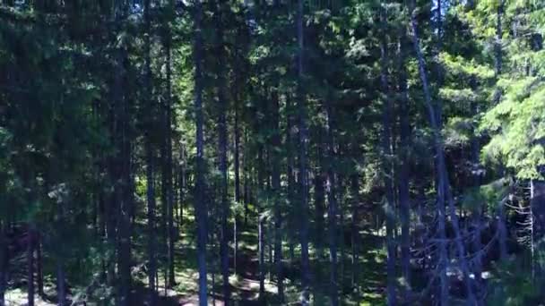 Felfelé repül, kilátással az örökzöld fenyőfákra az erdőben. Olaszország Alpok — Stock videók