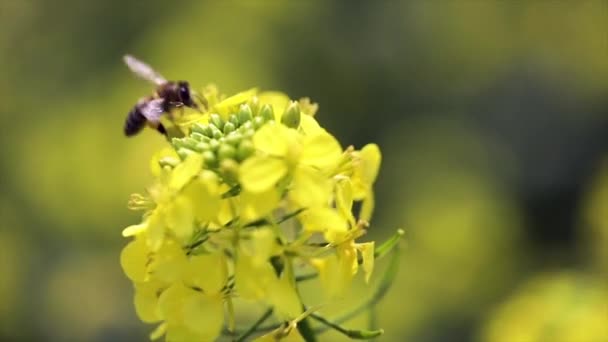 Pszczoła zbiera nektar z musztardy kwiat rzepaku powolny ruch. — Wideo stockowe