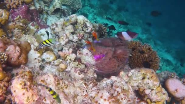 Konik tuzlu su balığı, palyaço balığı - Maldivler 'deki mercan resifi, Anemonish — Stok video