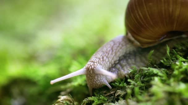 Helix pomatia, auch Römerschnecke, Burgunderschnecke, essbare Schnecke oder Schnecke, ist eine Art der großen, essbaren, luftatmenden Landschnecke, einer terrestrischen Lungenschnecke aus der Familie der Helicidae. — Stockvideo