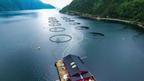 Εναέρια πλάνα Αλιεία σολομού εκτροφής στη Νορβηγία — Αρχείο Βίντεο