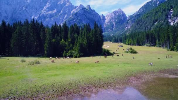 Horses graze on green field. Lake Lago di Fusine Superiore Italy Alps. Aerial FPV drone flights. — Stock Video