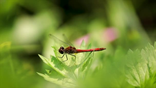 papillon gros plan sur une fleur au ralenti 