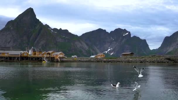 Lofoten Adaları Norveç 'in Nordland eyaletinde yer alan bir takımadalardır. Dramatik dağlar ve tepeler, açık deniz ve korunaklı körfezler, plajlar ve el değmemiş topraklarla kendine özgü bir manzarası var.. — Stok video