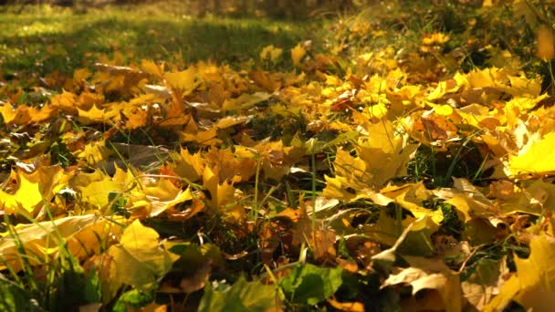 Падающие осенние листья солнца — стоковое видео