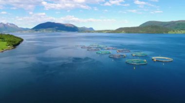 Norveç 'te somon balıkçılığının hava görüntüleri