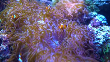 Konik tuzlu su balığı, palyaço balığı Anemonbalık