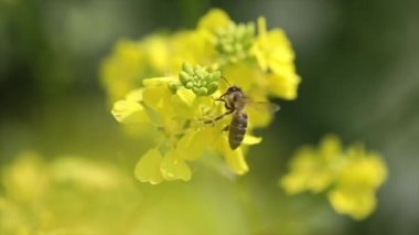 Arı, hardal tohumu çiçeğinden nektar toplar..