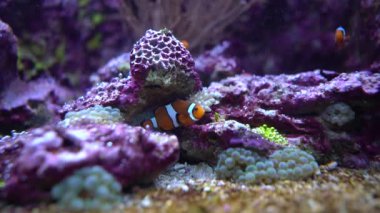 Konik tuzlu su balığı, palyaço balığı Anemonbalık