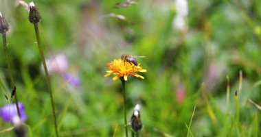 Arı, çiçek Crepis Alpina 'dan nektar toplar.