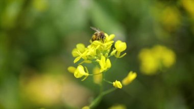 Arı, hardal tohumu çiçeğinden nektar toplar..
