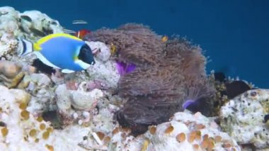 Konik tuzlu su balığı, palyaço balığı - Maldivler 'deki mercan resifi, Anemonish