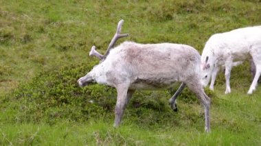 Norveç 'in kuzeyindeki ren geyiği, Nordkapp