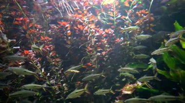 Kızıl Kuyruk Hemiodus Tetra (Hemiodus gracilis) ayrıca Slender Hemiodus ya da Red Hemiodus Tetra olarak da bilinir.