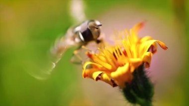 Eşek arısı, çiçek desenli alpina çiçeğinden nektar toplar..