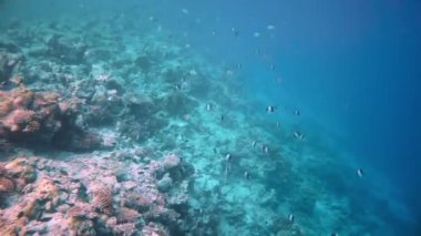 Çeşitli sert ve yumuşak mercanları ve tropikal balıkları olan resifler. Maldivler Hint Okyanusu.