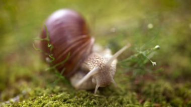 Helix pomatia ayrıca Romalı salyangoz, Burgundy salyangozu, yenilebilir salyangoz veya salyangoz, Helicidae familyasından bir karasal pulmonat yumuşakçasıdır..