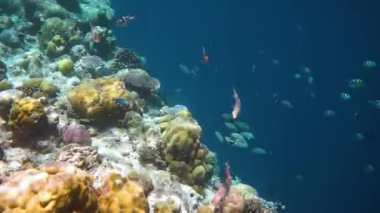 Konik tuzlu su balığı, palyaço balığı - Maldivler 'deki mercan resifi