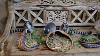 Komik lemurlar yemek yer..