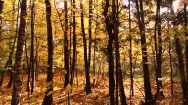 Renkli sonbahar ormanları